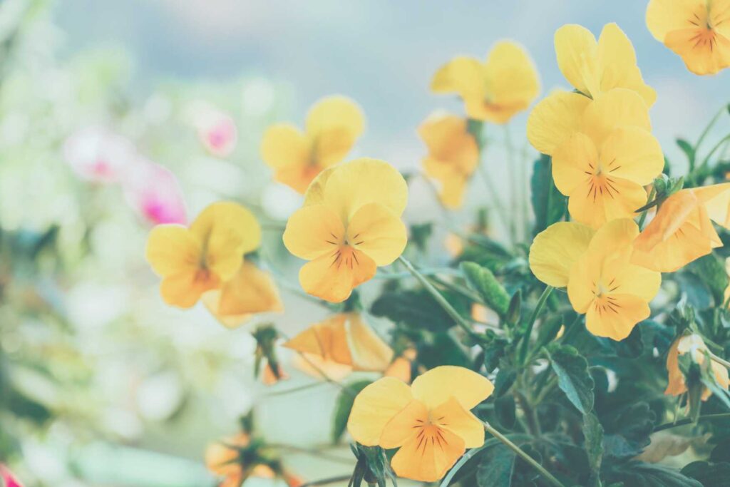 Beautiful yellow flowers 