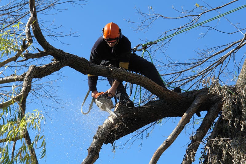 Why Tree Removal Sydney is Essential 