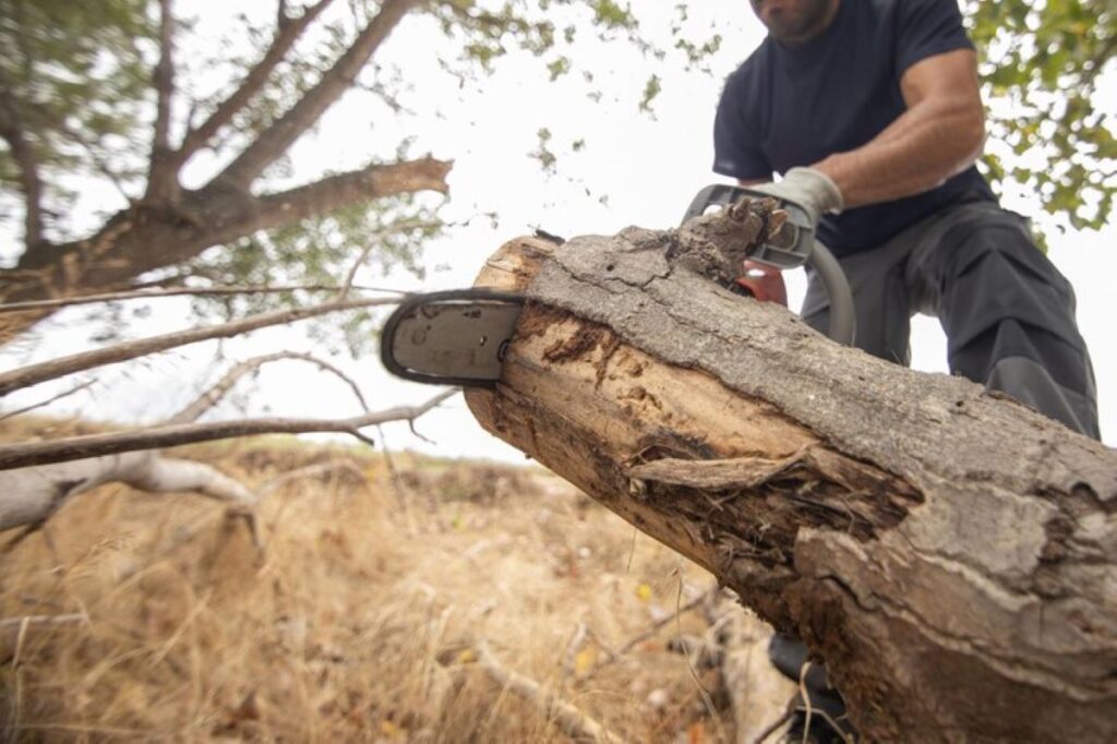 Reliable Tree Removal