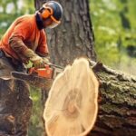 Why Tree Removal Sydney is Essential