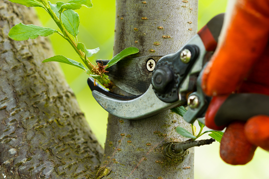 tree pruning