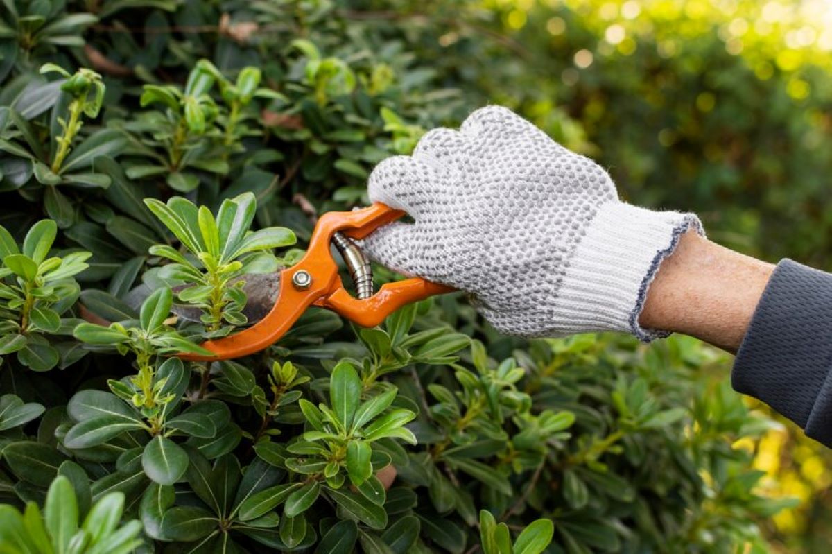 tree prune