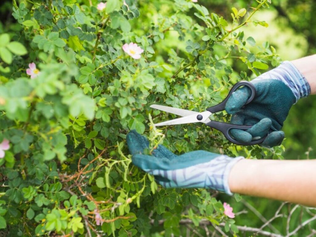 tree prune