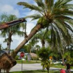 palm tree pruning