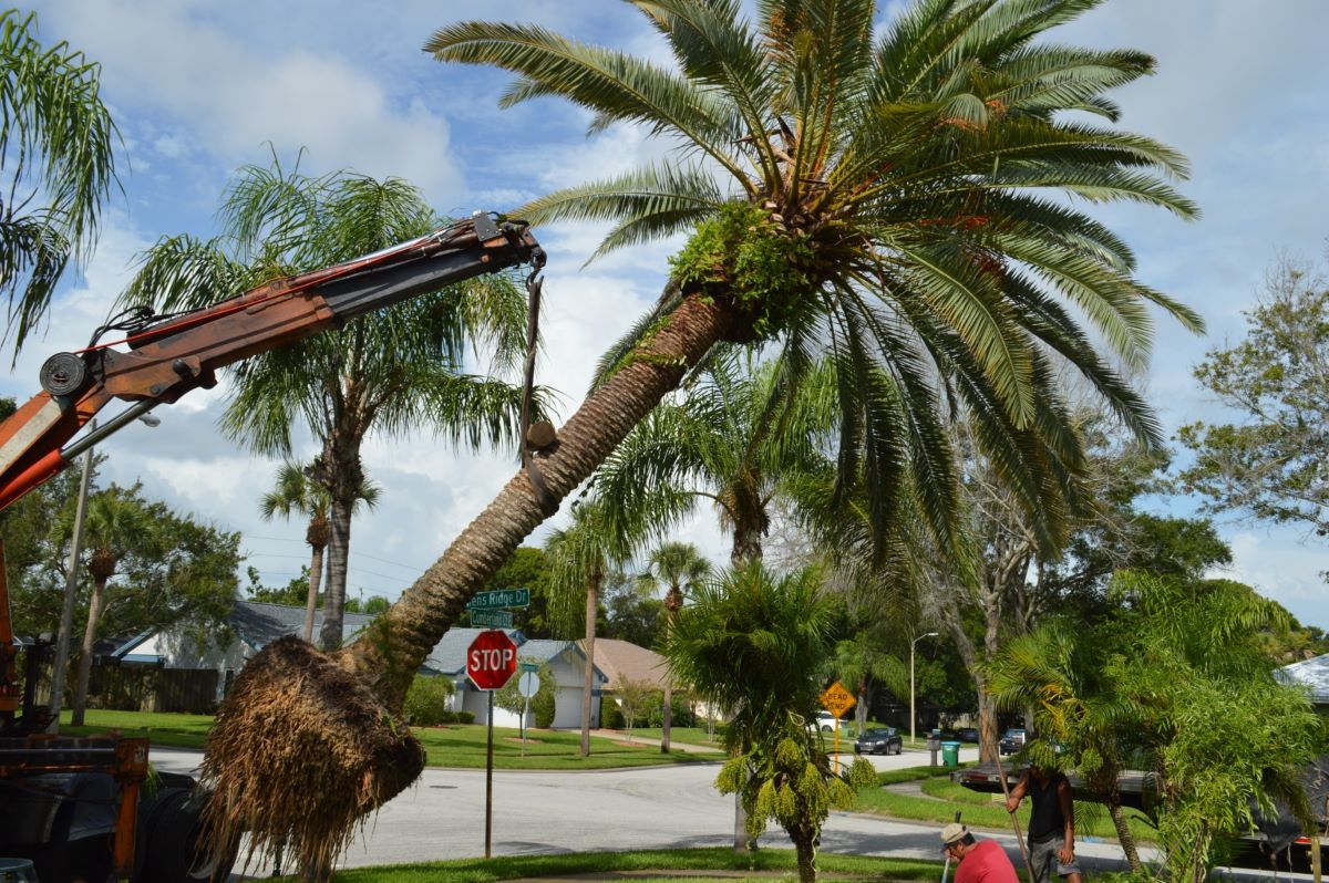 palm tree pruning