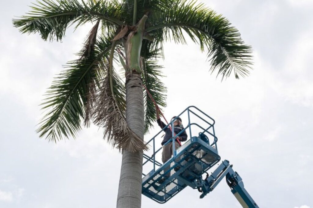 palm tree pruning