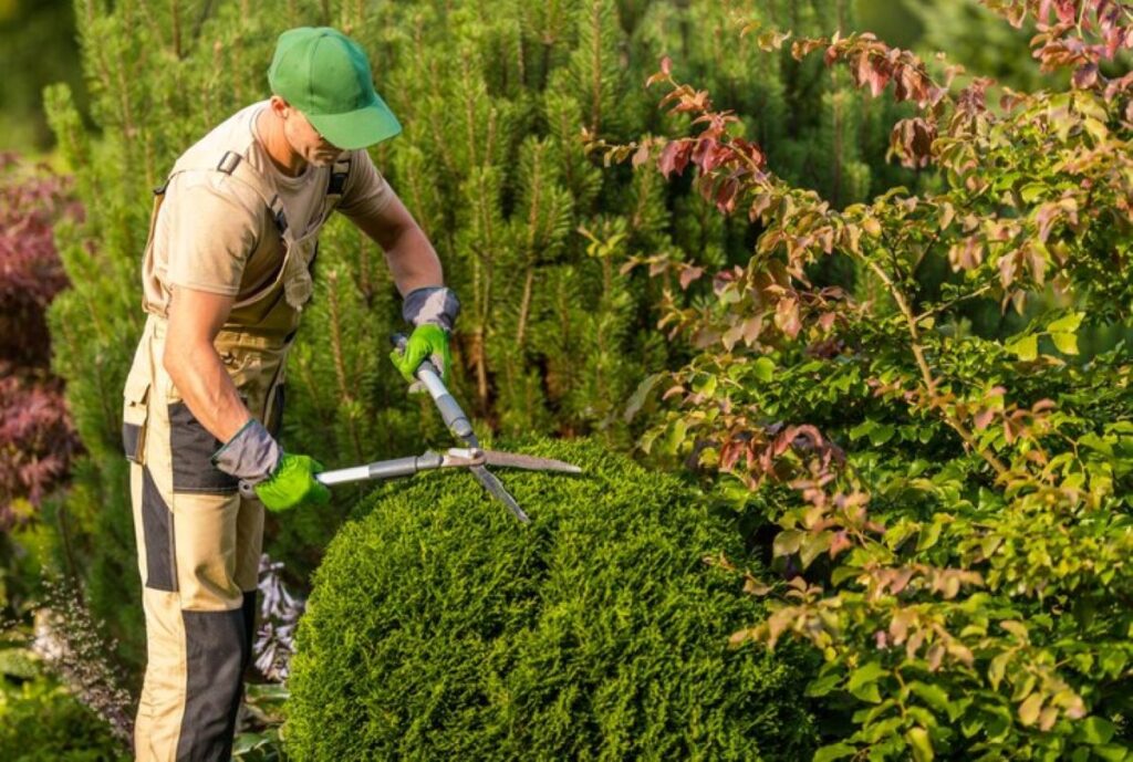 residential hedge trimming