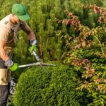 residential hedge trimming
