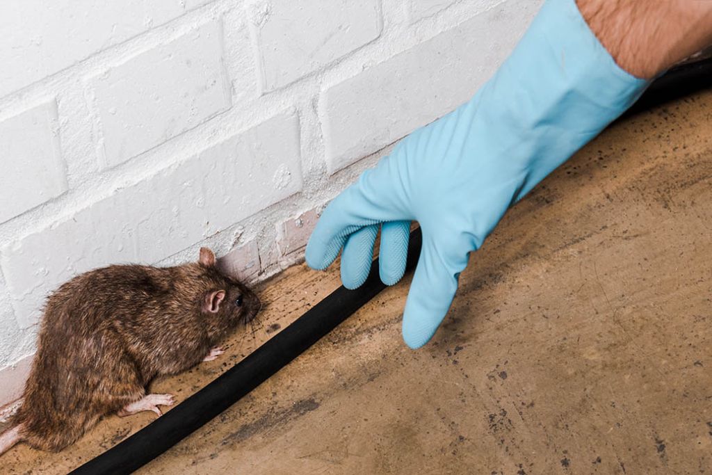 Rodent Removal Sydney