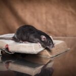 Rodent Removal Sydney