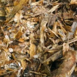 Wood Chips vs Mulch