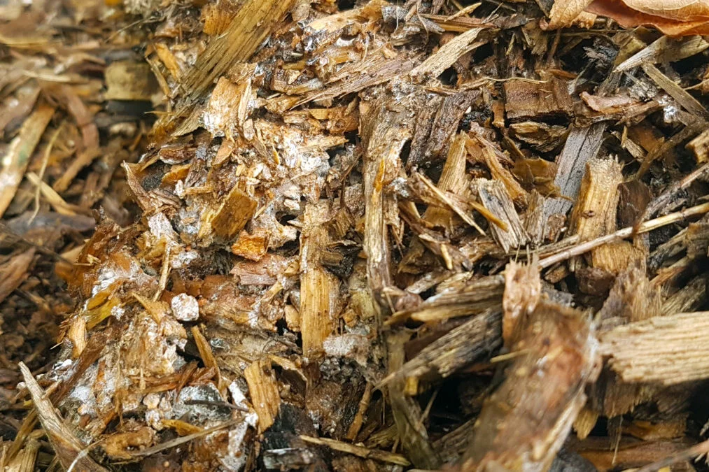 Wood Chips vs Mulch
