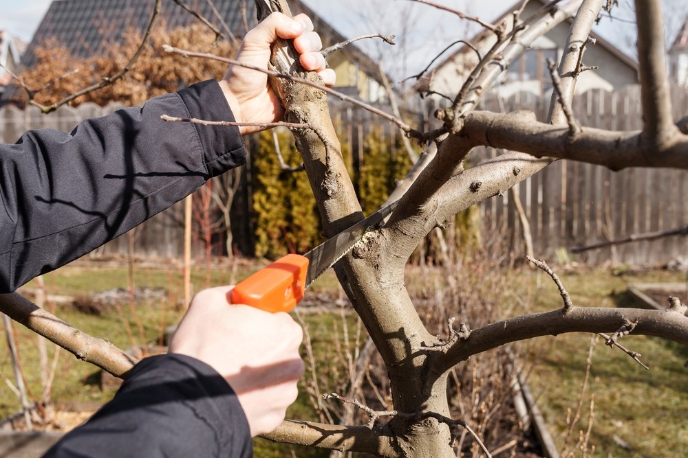 Tree Pruning